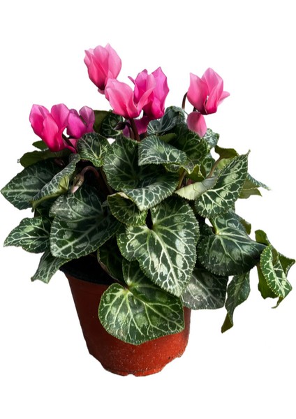 Cyclamen Persicum 'pink' (Sıklamen Çiçeği)