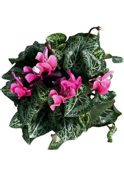 Cyclamen Persicum 'pink' (Sıklamen Çiçeği) fiyatları