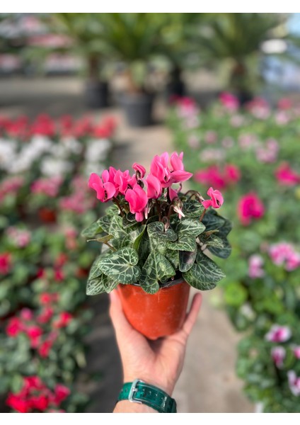 Cyclamen Persicum 'pink' (Sıklamen Çiçeği) modelleri