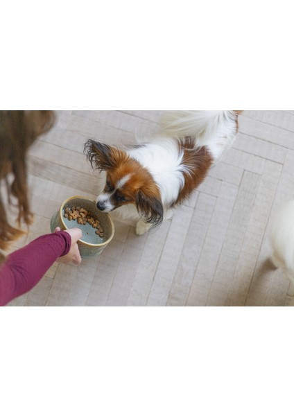 Sptrns Beeztees Dbl Köpek Mama Su Kabı, Seramik, Yeşil, 13,5cm, 500ML fiyatları