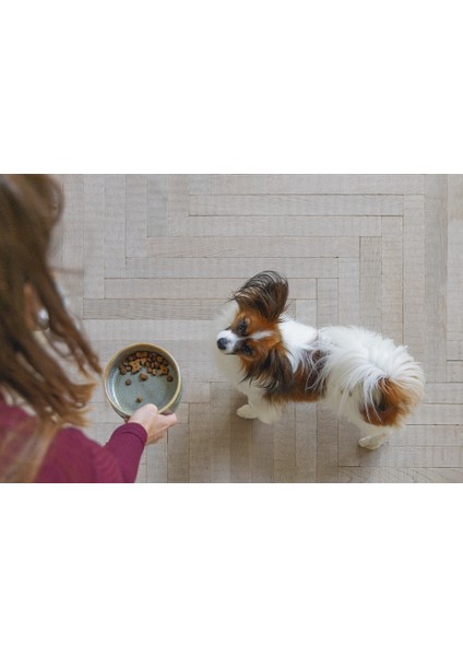 Sptrns Beeztees Dbl Köpek Mama Su Kabı, Seramik, Yeşil, 13,5cm, 500ML modelleri