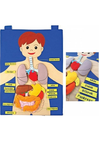 AND-5120 Vücudumuz Cırtlı Pano