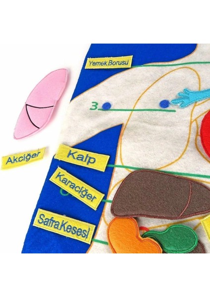 AND-5120 Vücudumuz Cırtlı Pano modelleri