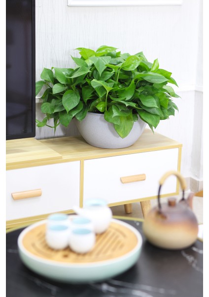 Kendinden Sulamalı Yuvarlak Bahçe Tipi Akıllı Saksı