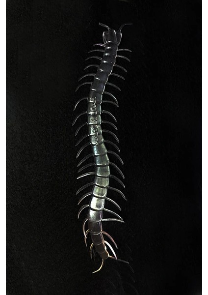 Karanlıkta Parlayan Fosforlu Kırkayak