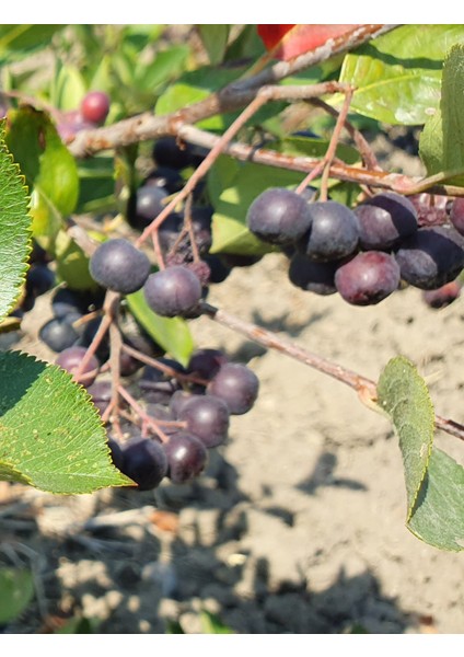 Aronya Marmelatı Şeker Ilavesiz indirimleri