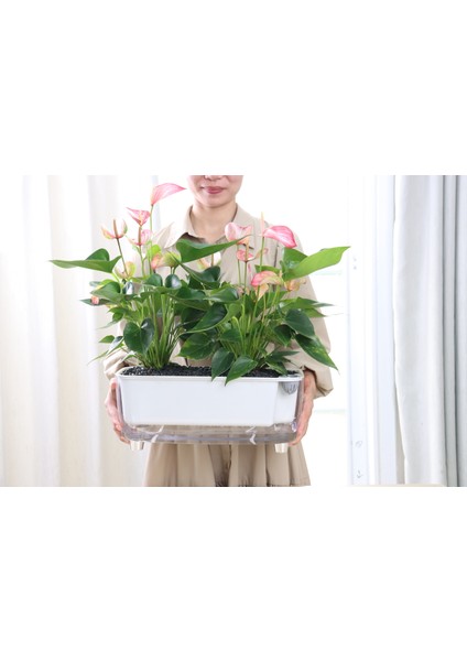 Kendi Kendini Sulayan Modern Akıllı Saksı (Büyük Boy) fırsatları