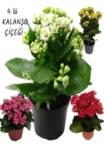 4 Adet Kalanşo (Kalanchoe) Çiçeği Ithal