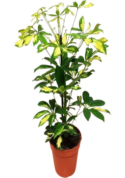 Şeflera (Schefflera) Çiçeği Tek Dallı