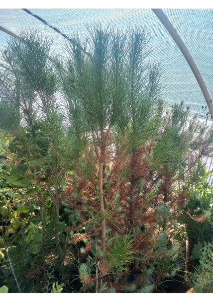 Yeşil Çam Ağacı Dekoratif Doğa Temalı Süs Eşyası