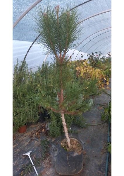 Yeşil Çam Ağacı Dekoratif Doğa Temalı Süs Eşyası fiyatları