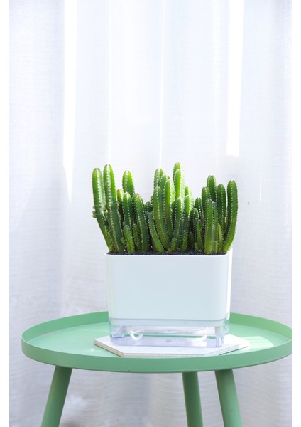 Otomatik Sulamalı Dikdörtgen Akıllı Saksı modelleri