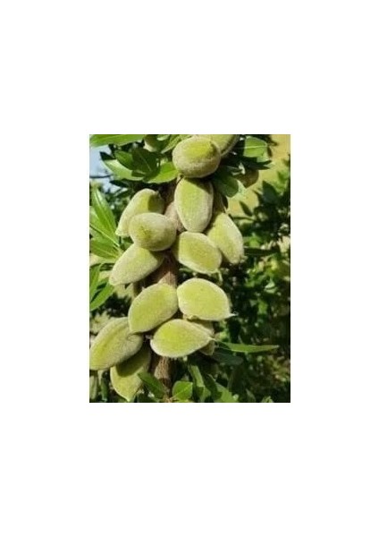Tüplü Badem Fidanı 2 Yaş 120-150 cm