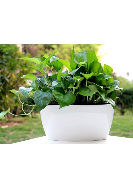 Kendinden Sulamalı Parlak Oval Akıllı Saksı (Büyük Boy)