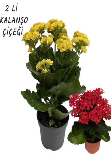 2 Adet Kalanşo (Kalanchoe) Çiçeği Ithal
