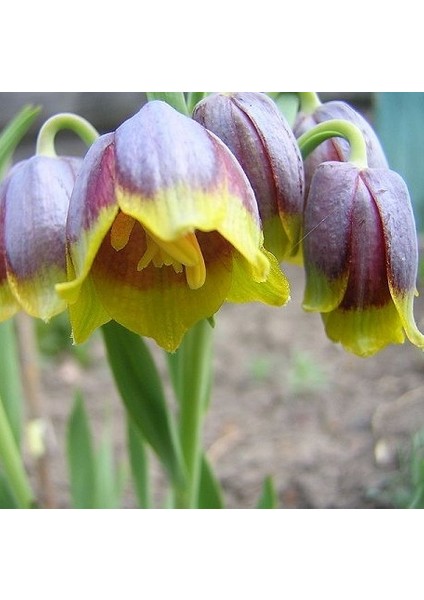 50 Adet Sarı Mor Ters Lale Çiçeği Tohumu + 10 Adet Hediye Karışık Renk Gül Çiçek Tohumu