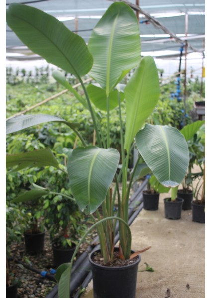 Strelitzia Starliçe 150-200 cm Boyunda Üç Gövdeli Salon Bitkisi Iç Mekan Bitkisi Ofis Bitkisi Büyük Boy