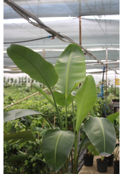 Strelitzia Starliçe 150-200 cm Boyunda Üç Gövdeli Salon Bitkisi Iç Mekan Bitkisi Ofis Bitkisi Büyük Boy fiyatları