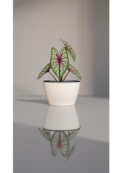 Kendinden Sulamalı Parlak Oval Akıllı Saksı (Küçük Boy)