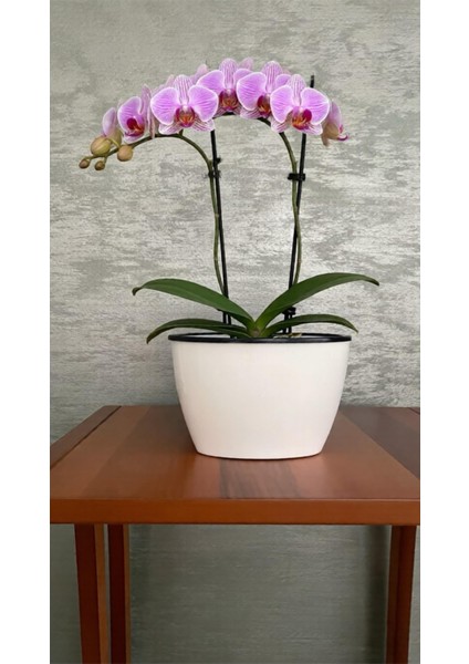 Kendinden Sulamalı Parlak Oval Akıllı Saksı (Küçük Boy) fırsatları