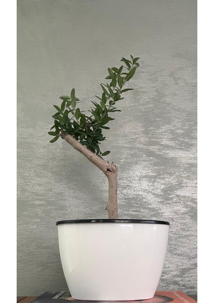 Kendinden Sulamalı Parlak Oval Akıllı Saksı (Küçük Boy)