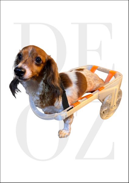 Sevimli Dost Arka Bacak Destekli Pet Yürüteci – Ayarlanabilir Kedi / Köpek Yürütme Aparatı fiyatları