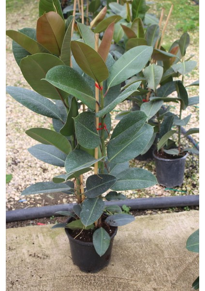 Kauçuk Ithal Ev, Ofis ve Salon Bitkisi Canlı Bitki 80-120 cm Iç Mekan Bitkisi Kaktüs Hediyeli