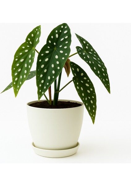 6 Litre Begonya Saksı – 22X21 cm Mat Bitki Saksısı | Iç ve Dış Mekana Uyumlu Dayanıklı Çiçek Saksı