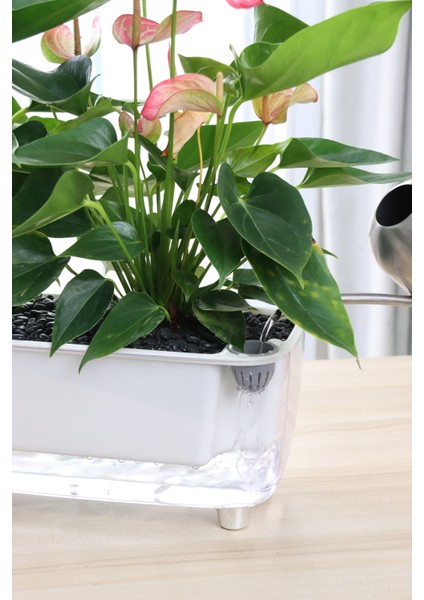 Kendini Sulayan Modern Akıllı Saksı (Küçük Boy) fiyatları