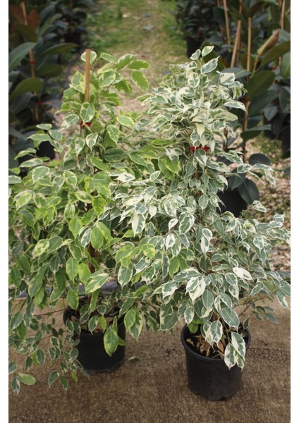 Benjamin Bitkisi 120 135 cm Benjamin Ficus Starlight Ev Bitkisi Ofis Bitkisi Salon Bitkisi 2 Adet Iç Mekan Bitkisi