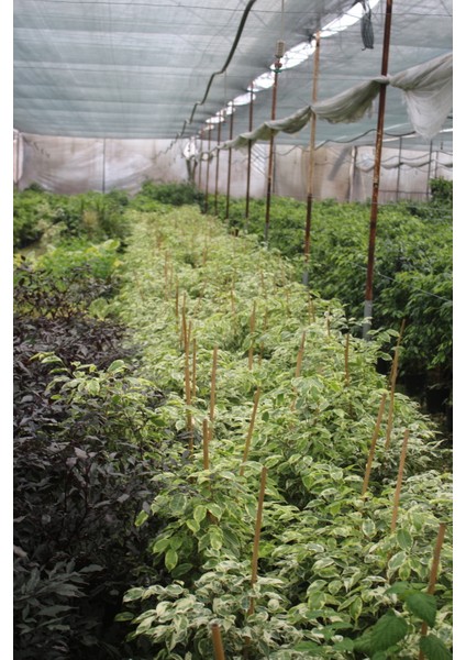 Benjamin Bitkisi 120 135 cm Benjamin Ficus Starlight Ev Bitkisi Ofis Bitkisi Salon Bitkisi 2 Adet Iç Mekan Bitkisi modelleri