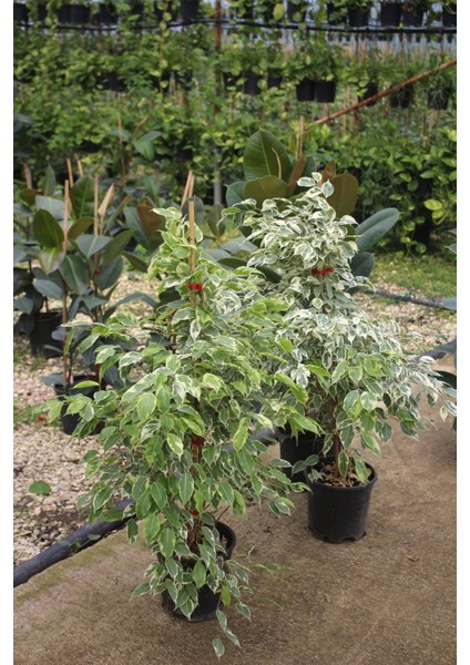 Benjamin Bitkisi 120 135 cm Benjamin Ficus Starlight Ev Bitkisi Ofis Bitkisi Salon Bitkisi 2 Adet Iç Mekan Bitkisi fırsatları