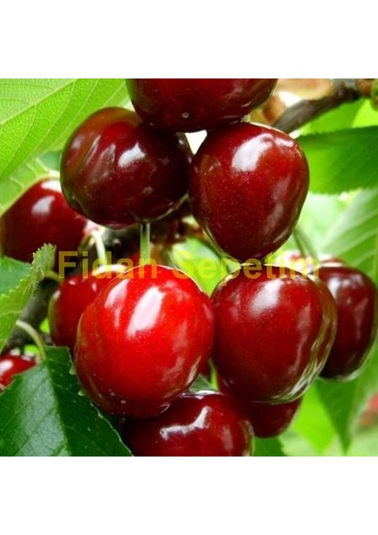 4 Yaş Aşılı Yarımca (Early Burlat) Kiraz Fidanı 'Yarı Bodur'