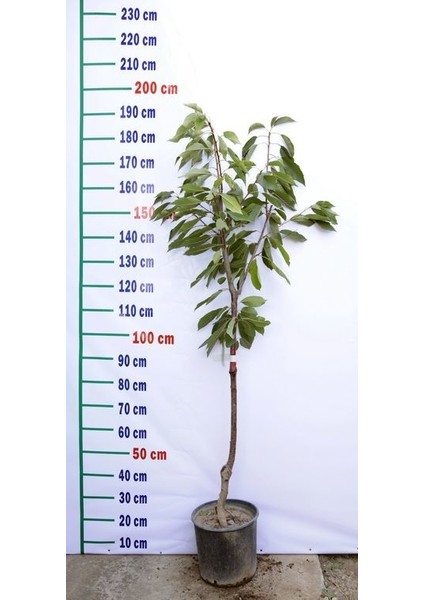 4 Yaş Aşılı Yarımca (Early Burlat) Kiraz Fidanı 'Yarı Bodur' fiyatları