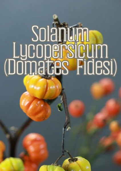 - Güneş Bahçesi - Narenciye ve Balkon Bitkileri Için Özel Toprak Karışım