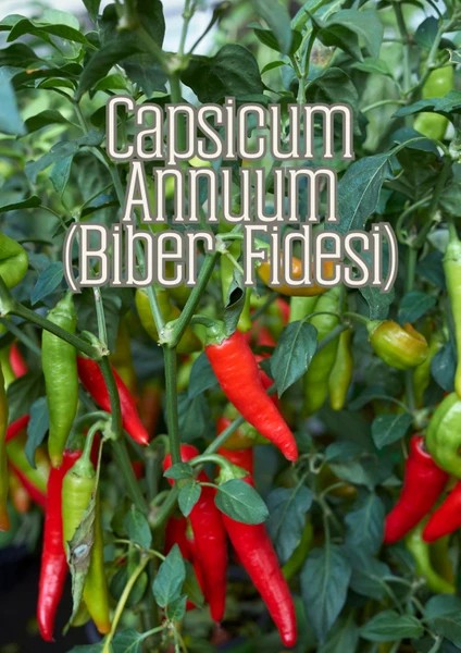 - Güneş Bahçesi - Narenciye ve Balkon Bitkileri Için Özel Toprak Karışım