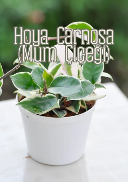 - Güneş Bahçesi - Narenciye ve Balkon Bitkileri Için Özel Toprak Karışım