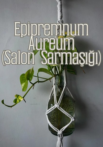 - Güneş Bahçesi - Narenciye ve Balkon Bitkileri Için Özel Toprak Karışım