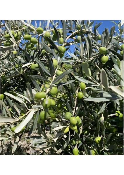 Gemlik Tüplü Zeytin Fidanı 130-150 cm