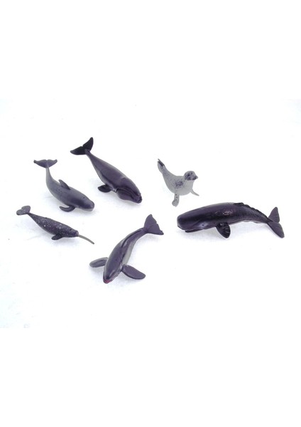 Model Memeli Deniz Hayvanları modelleri