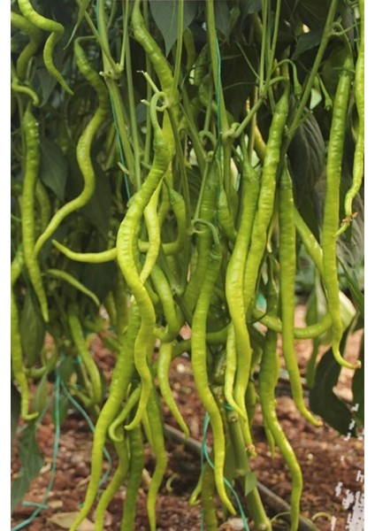 Tatlı Kıl Biber Tohumu 10 gr fiyatları