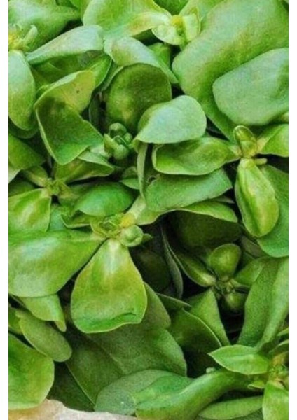 Semizotu Tohumu 10 gr modelleri