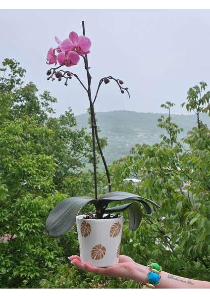 Altı Delikli Yaprak Seramik Saksı