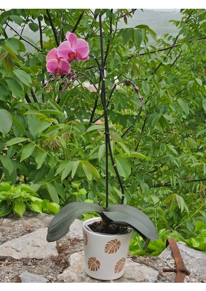 Altı Delikli Yaprak Seramik Saksı fiyatları