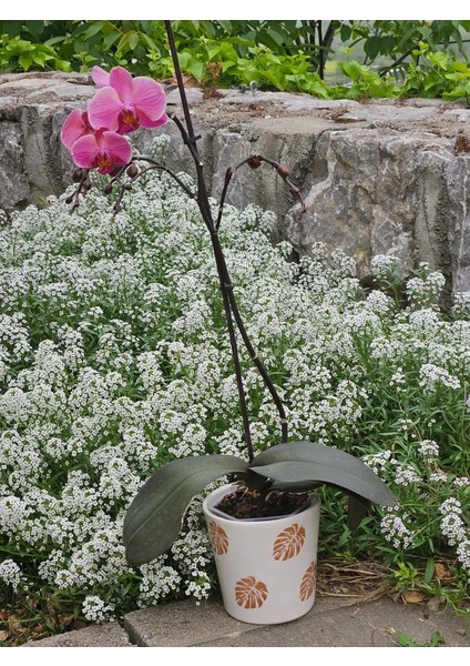 Altı Delikli Yaprak Seramik Saksı modelleri