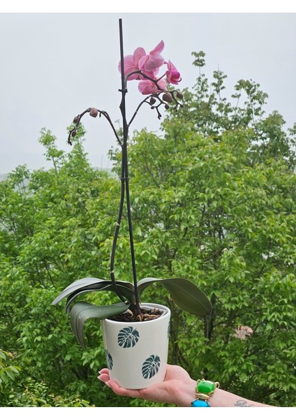 Altı Delikli Yeşil Yaprak Seramik Saksı