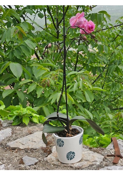 Altı Delikli Yeşil Yaprak Seramik Saksı fiyatları