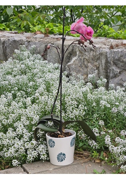 Altı Delikli Yeşil Yaprak Seramik Saksı modelleri