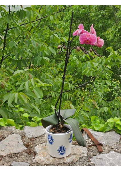 Altı Delikli Fatmanın Eli Seramik Saksı fiyatları