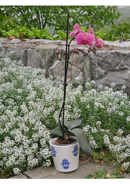 Altı Delikli Fatmanın Eli Seramik Saksı modelleri